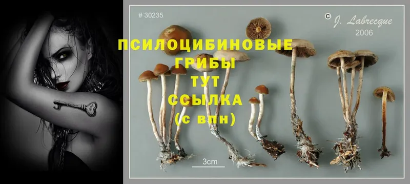Псилоцибиновые грибы мицелий  цена наркотик  darknet наркотические препараты  Старый Крым 